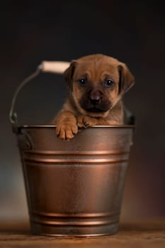 Dog in a metal bucket