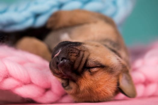 A beautiful little dog sleeps on a blanket