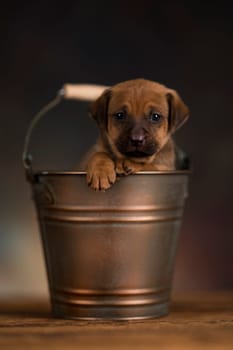 A small dog in a metal bucket