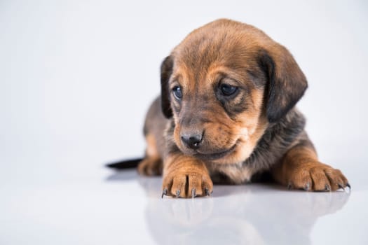 Little dog on a white background