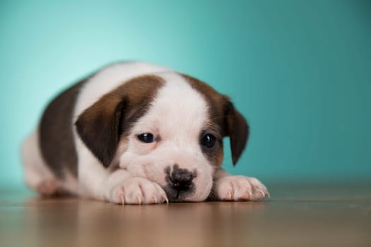 Cute puppy dog, animals concept