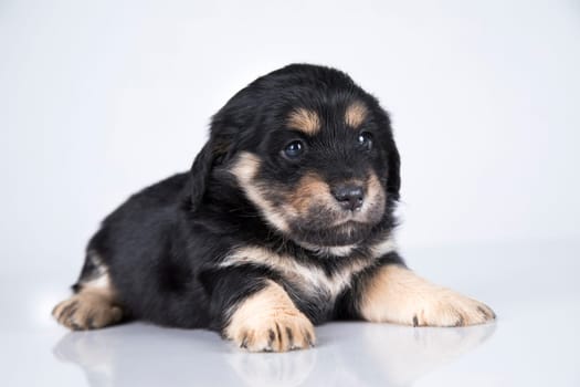 Little dog on a white background
