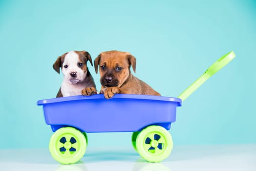 Cute doggies in a toy wagon