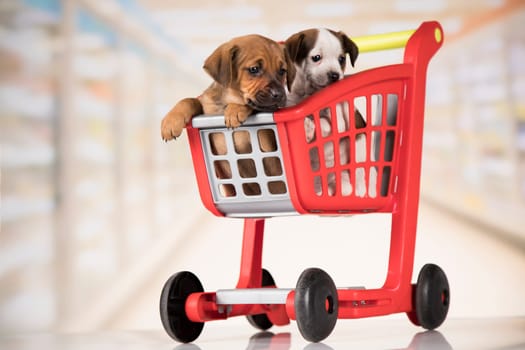 Cute doggies in a shopping cart