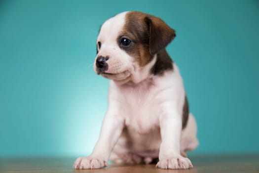 Cute puppy dog, animals concept