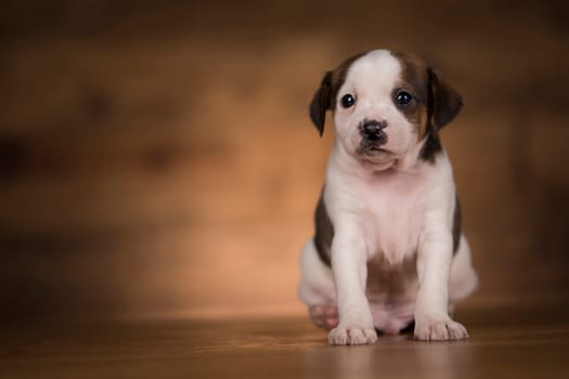 Dog on a wooden background