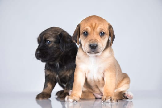 A beautiful little dog on a white background