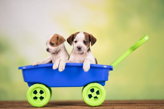 Beautiful little puppies in a toy wagon