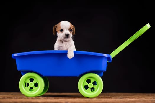 Little cute dog in a toy car