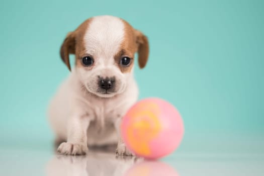Pet, Little puppy dog, animals concept