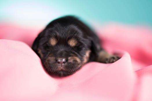 Dog in sleeps on a pink blanket