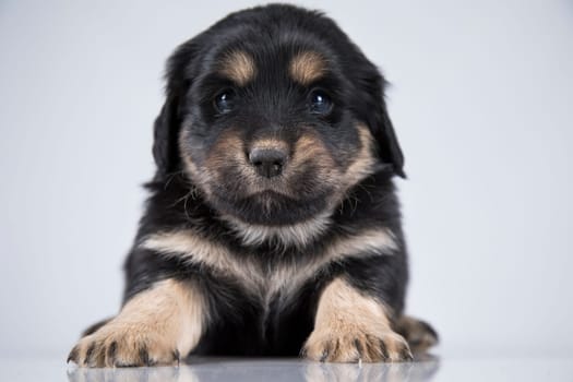 Little dog on a white background