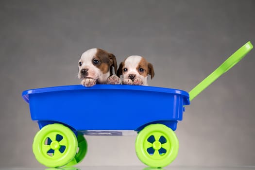 Beautiful little puppies in a toy wagon