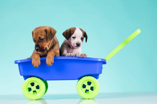 Beautiful little puppies in a toy wagon