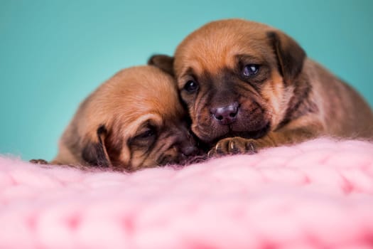 Pet, dog puppy, sleeps on a blanket