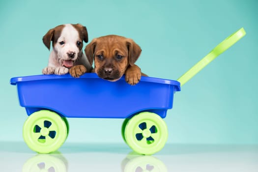 Beautiful little puppies in a toy wagon