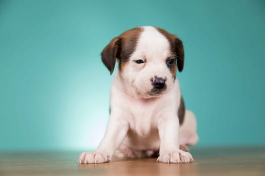 Little puppy dogs, animals concept