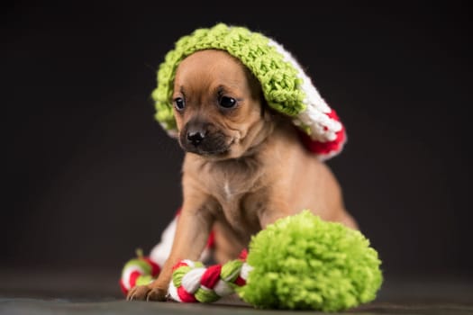 Dog on a black background