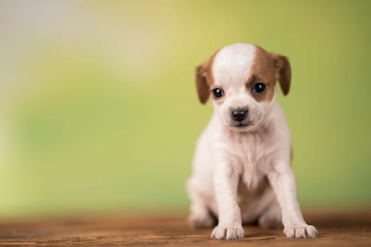 Pet, Little puppy dog, animals concept