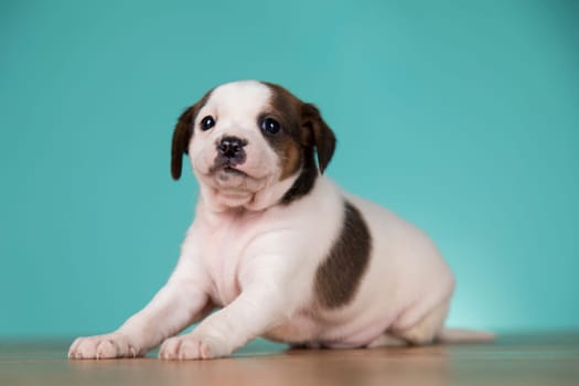 Little puppy dogs, animals concept