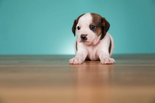 Cute puppy dog, animals concept
