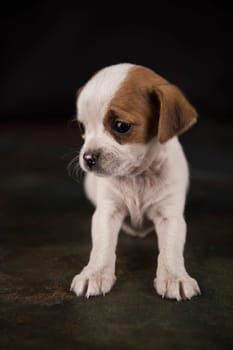 Dog on a black background