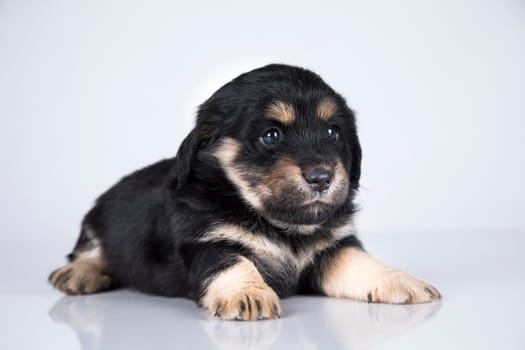 A small dog on a white background