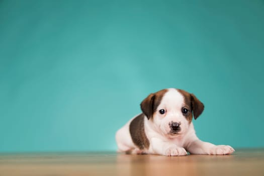 Cute puppy dog, animals concept