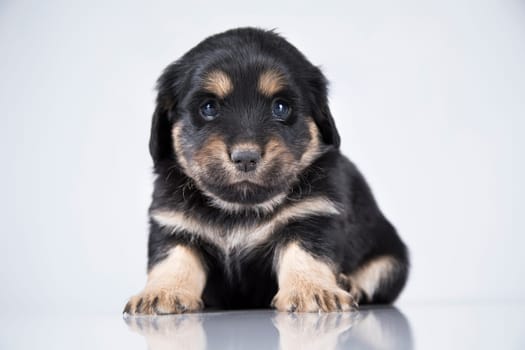 Little dog on a white background