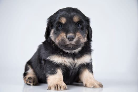 Little dog on a white background