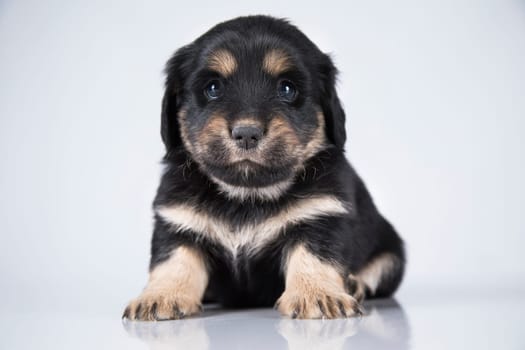 Pet, dog puppy animals concept