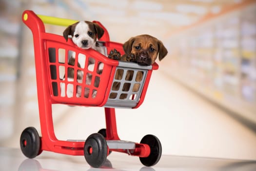 Little doggies in a shopping cart