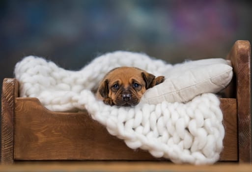 Dog sleep on a small wooden bed