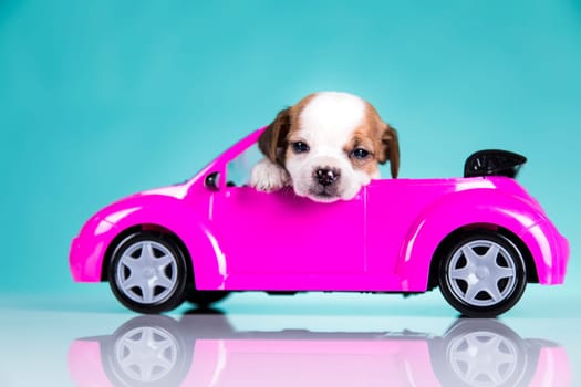 Dog in a pink car