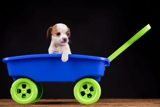 Little dog in a toy wagon