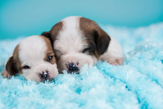 Pet, dog puppy, sleeps on a blanket