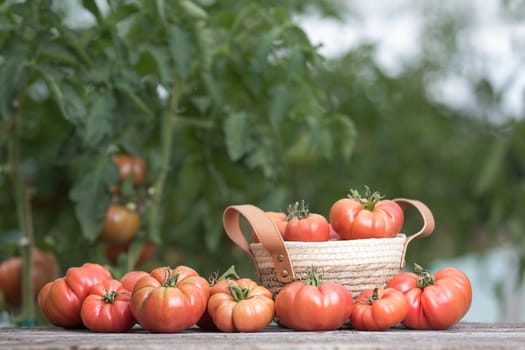 Organic food, Free red vegetables of tomato