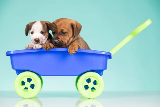 Cute doggies in a toy wagon