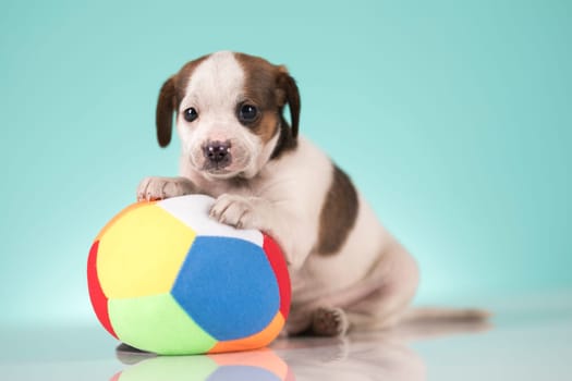 Puppy dog is playing with a ball
