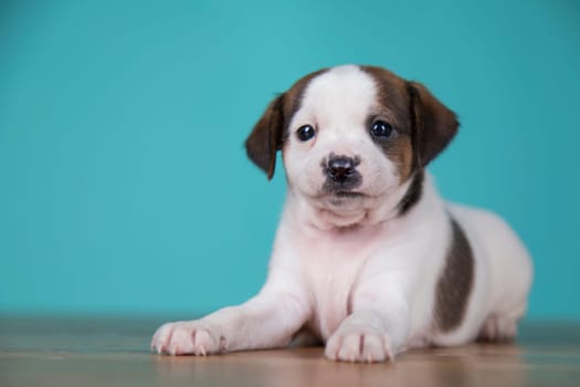 Little puppy dogs, animals concept