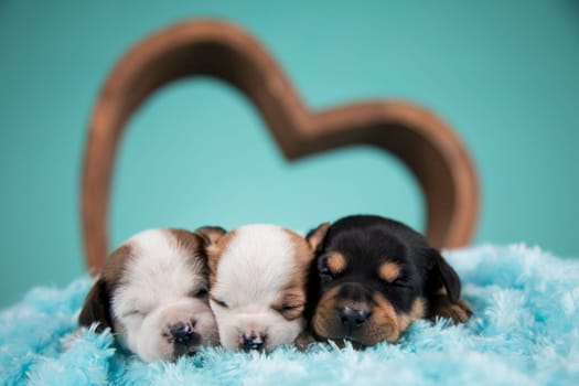 Love dogs in are sleeping