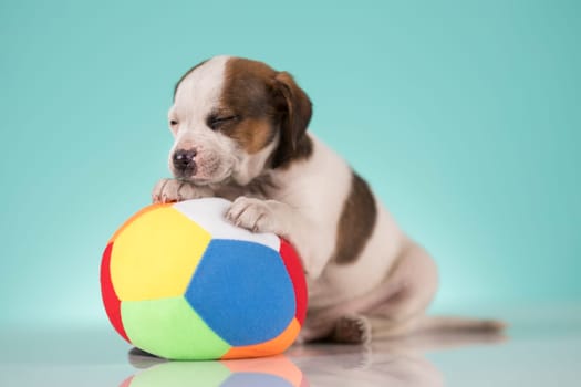 Puppy dog is playing with a ball