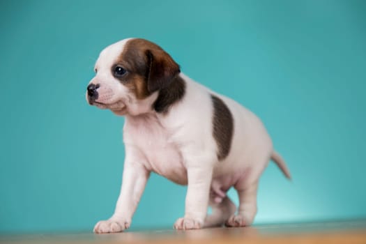 Cute puppy dog, animals concept