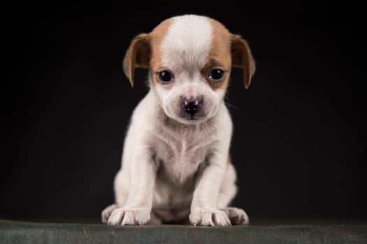 Dog on a black background