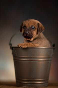 A small dog in a metal bucket