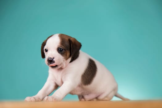 Cute puppy dog, animals concept