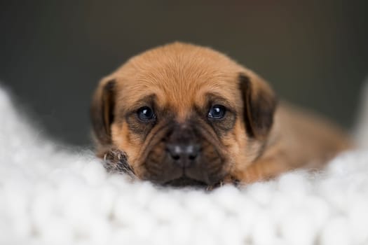 Little puppy breed is sleeping