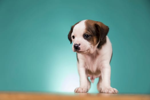 Little puppy dogs, animals concept