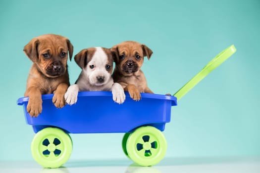Beautiful little puppies in a toy wagon