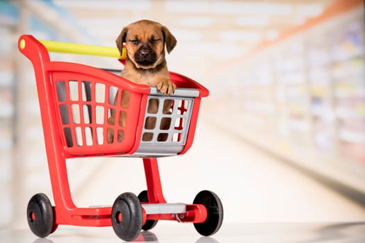 Dog in a shopping cart